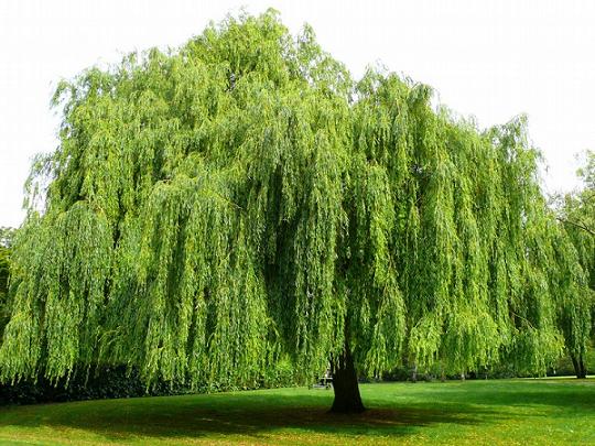 animal weeping willow tree