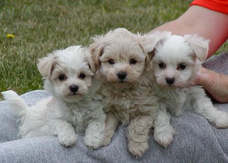 images of puppies and dogs. After buy the new dog arrived,