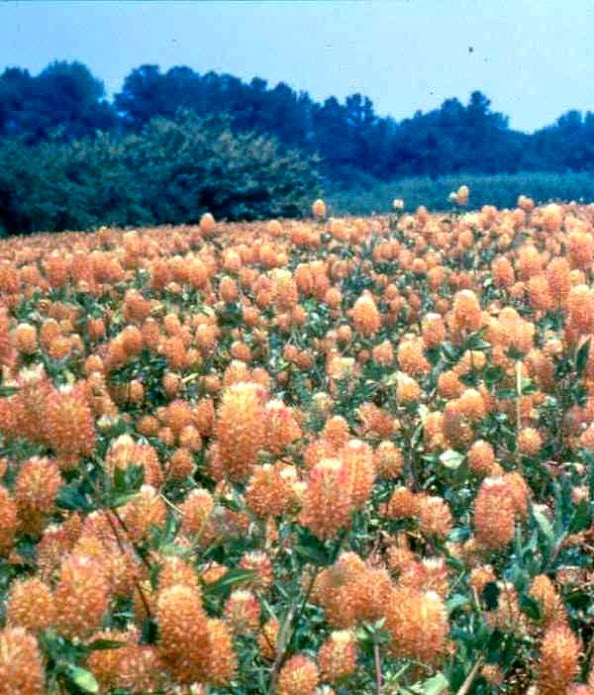 Trifoglio vescicoloso - Trifolium vesiculosum Savi