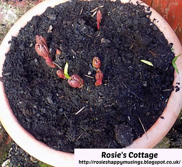 Peonies shoots begin to appear again...