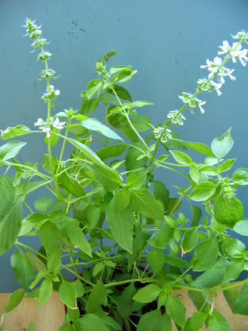 Lemon Basil Plant or Tanaman Kemangi