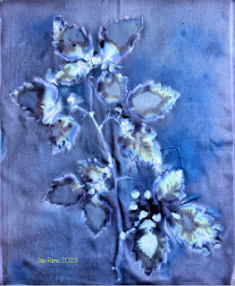 Sue Reno_wet cyanotype_image 1083