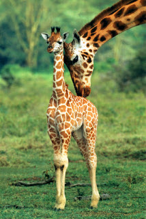 Encyclopedia: Giraffe