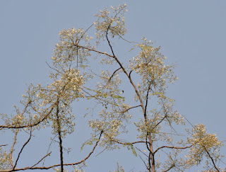 Çiçeklenmiş Sonjna (Moringa oleifera) Narendrapur Kalküta yakınında, Batı Bengal, Hindistan.