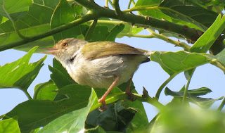 Common Tailorbird