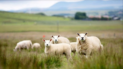 Sheep Breeding UK
