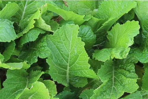 Green Mustard Leaves