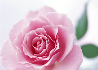 wallpapers elegant flower beauty rose