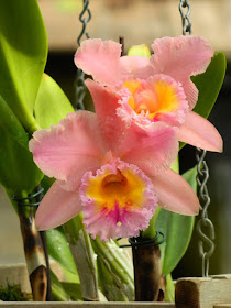 Rhyncholaeliocattleya George King 'Serendipity' at the Allan Gardens Conservatory by garden muses-not another Toronto gardening blog