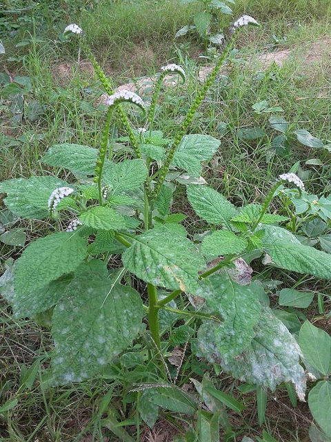 Cây Vòi Voi - Heliotropium indicum - Nguyên liệu làm thuốc Chữa Thê Thấp và Đau Nhức