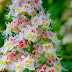 Horse-chestnut Flowers