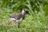 Northern Lapwing chick – Rotterdam Zoo, Netherlands – May 2009 – photo by Arjan Haverkamp