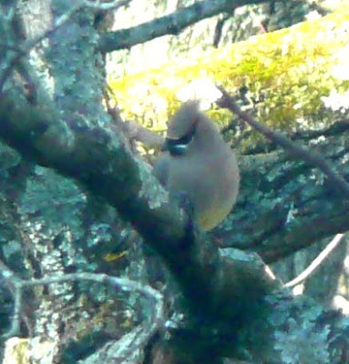 cedar waxwing