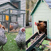 Where in Arizona Can You Have Backyard Chickens?
