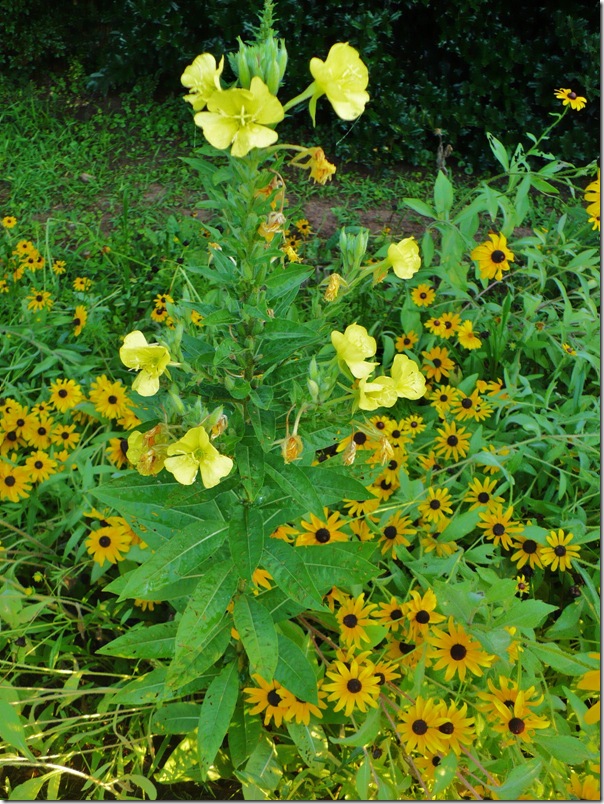 meadowflower