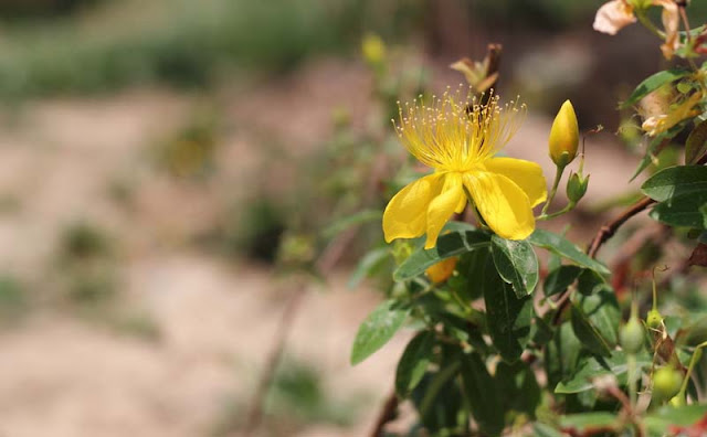 Hypericum Flowers