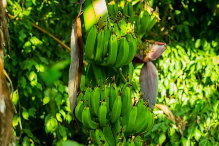Fedeagro negó que hongo en plantaciones de cambur, plátano y topocho tenga graves efectos