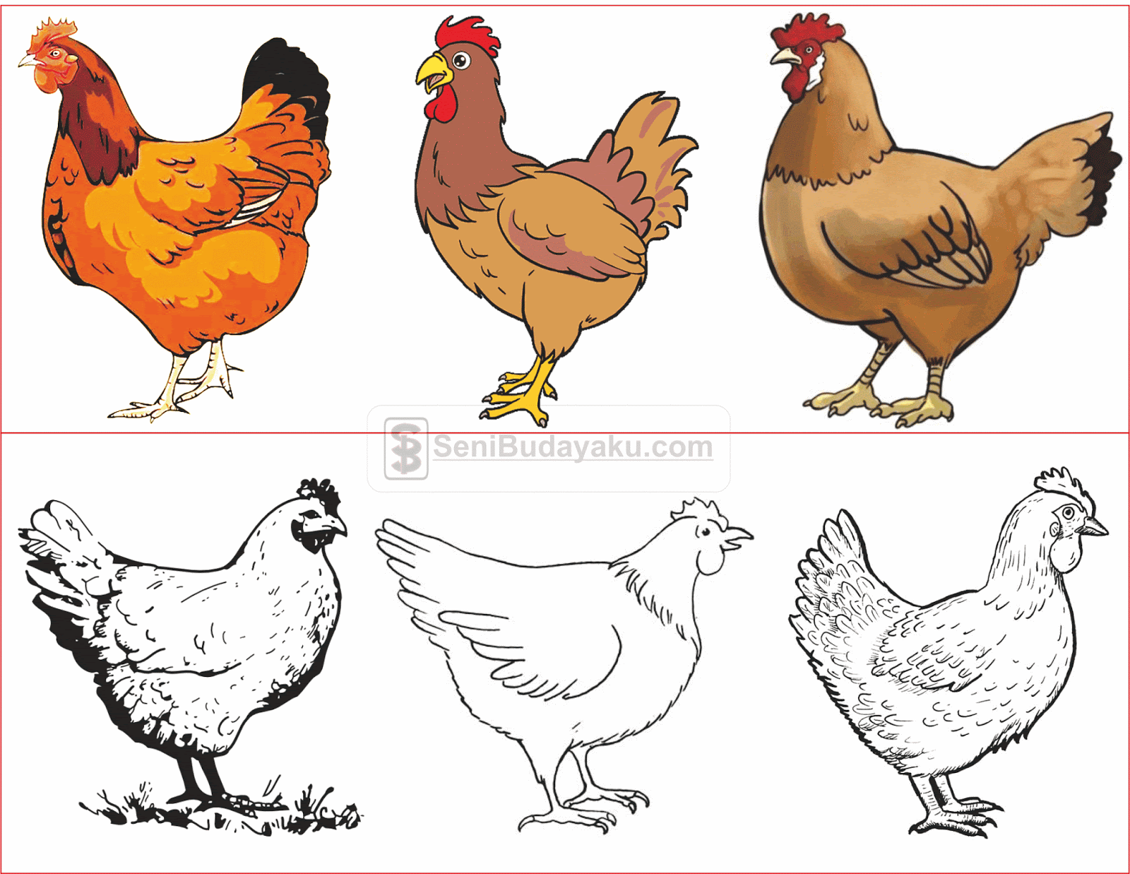 10 Cara  Menggambar Ayam  Dengan Mudah Seni Budayaku