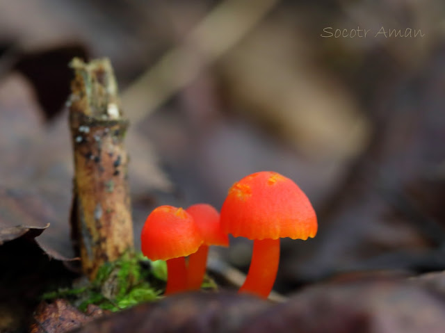 Hygrocybe cantharellus