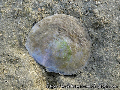 Window Pane Shell (Placuna placenta)