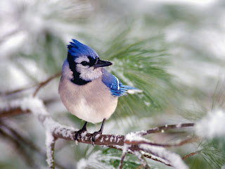 Blue Jay Bird