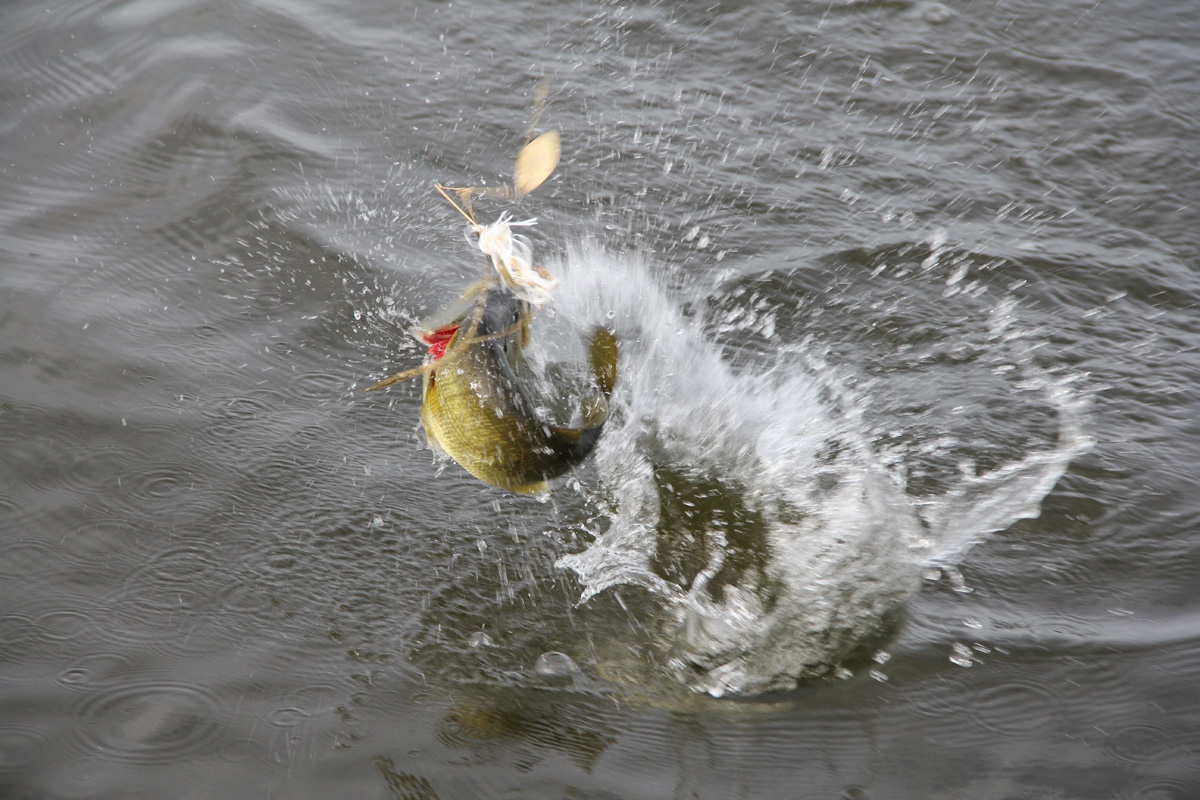 West Neck Creek Ramblings: No Matter How You Spin It, a Spinnerbait in  Spring Is Hard to Beat