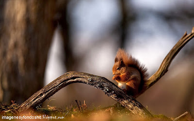 tree-squirrels-wallpaper-cool-nice-animals-small-widescreen