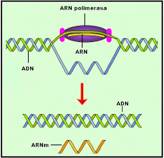 Luego que la ARN polimerasa termina de copiar la cadena del ADN se libera la hilera de ARN, mientras que las bases complementarias del ADN se cierran.