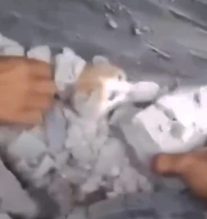 Saving a young cat from a bombed building in Gaza during the 2023 war