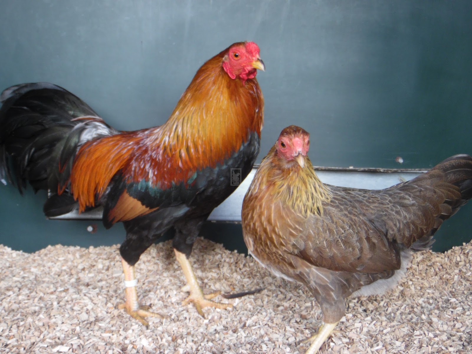 Ini Dia 10 Peringkat Harga dan Jenis Ayam Termahal Di 