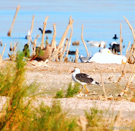8. yellow-footed gull-kab