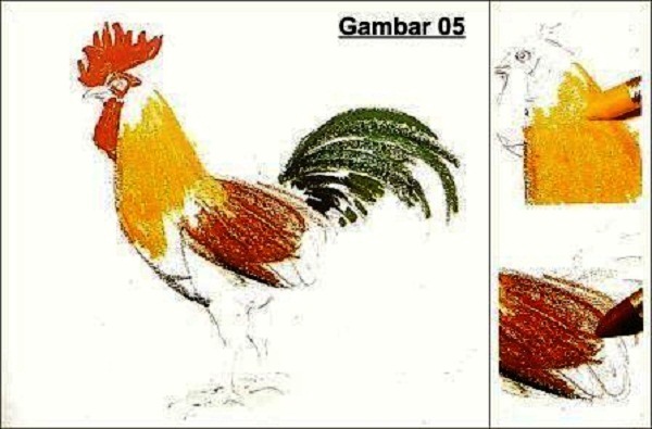 Contoh Gambar  Bagaimana Cara Mewarnai Ayam  Jago KataUcap