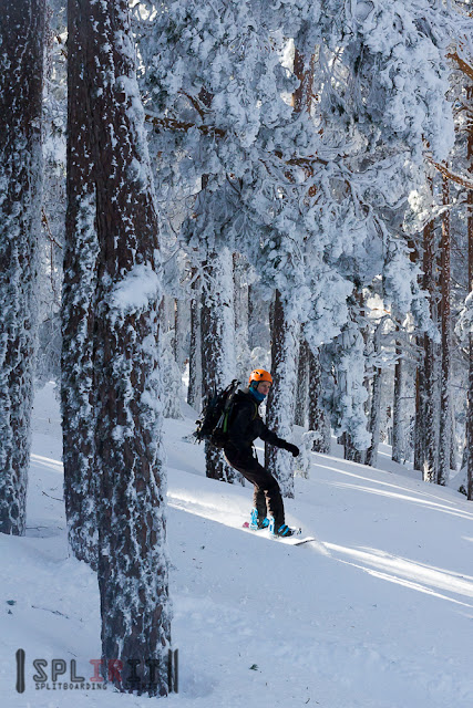 Splitboard en el bosque