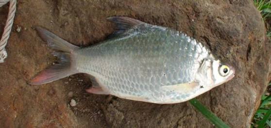 Chandra Aripin Jenis  Jenis Ikan Sungai  di Jawa Barat