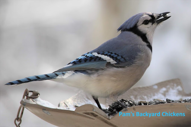Find out how to get started winter bird feeding - what you'll need to feed the birds and what you'll need to see and identify them.
