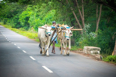 माझा आवडता प्राणी बैल। maza avadta prani bail, ox essay in marathi, bullock essay