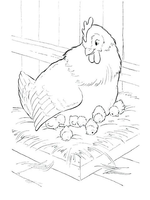 Sketsa gambar ayam yang mudah