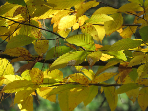 yellow beech leaves with white pine needles