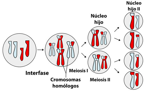 A diferencia de la mitosis que mantiene el número de cromosomas, aunque los rompe a la mitad, en la meiosis los cromosomas homólogos se separan (meiosis I) y luego se rompen (meiosis II).