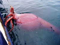 Colossal Squid