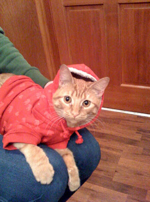 Cute Kittens In Hoodies Seen On www.coolpicturegallery.us