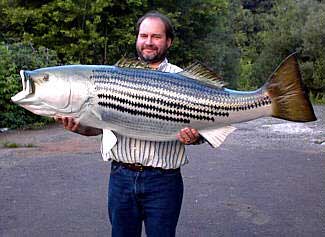 striped bass,