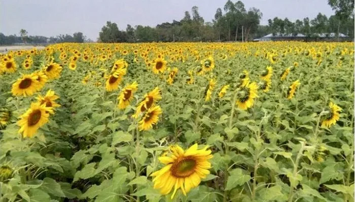 Sunflower flower garden Sunflower flower images download - Sunflower flower images download