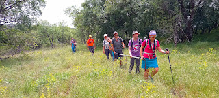 Grupo de montañeros distribuidos en dos barras. Caminando por una pradera con robles quejigos a su izquierda