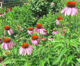 coneflower, Echinacea