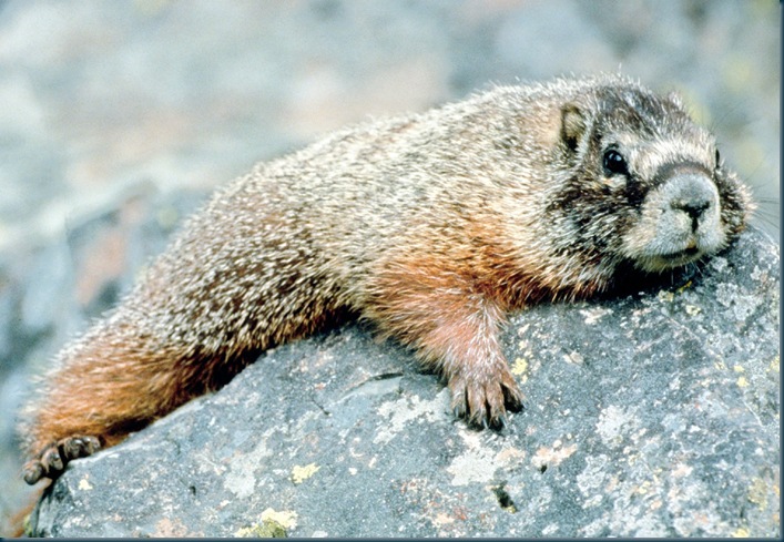Marmot_in_Grand_Teton_NP-NPS