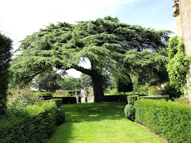 Cedrus libanon