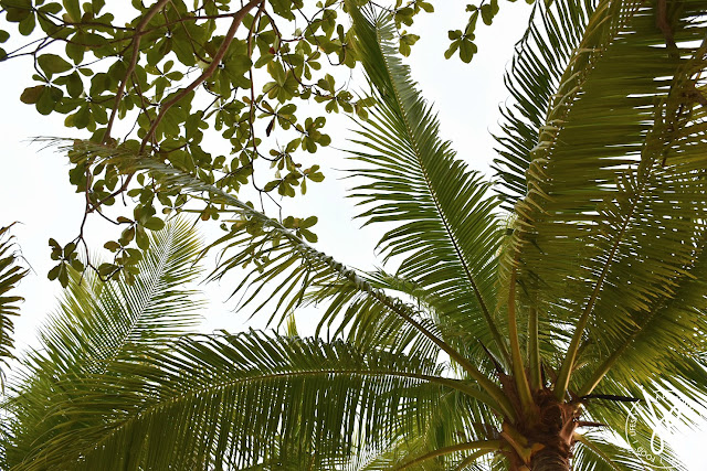 coconut trees, branches