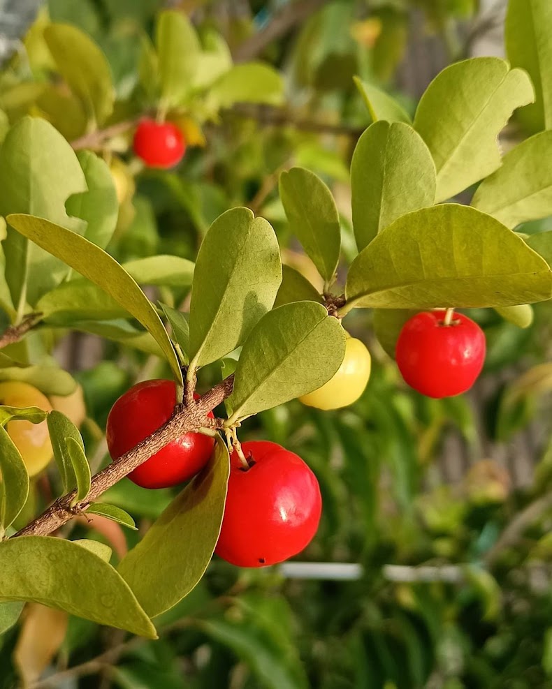 bibit cherry vietnam barbados buah tanaman trend Cimahi