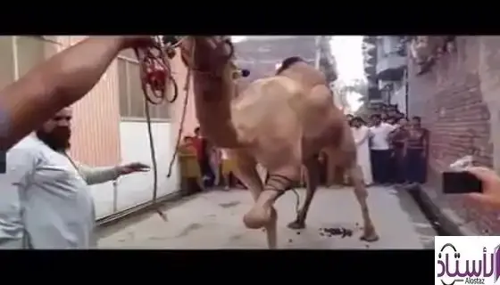 Why-is-camel-slaughtered-and-not-slaughtered